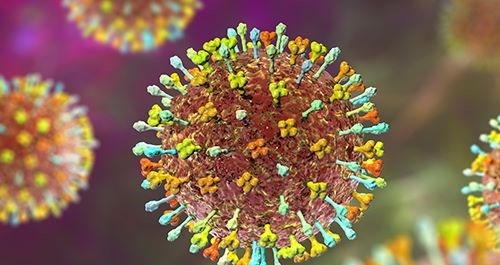 TP.HCM chủ động phòng, chống nguy cơ virus Nipah xâm nhập